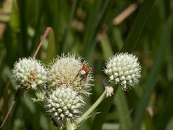 Image of Delta Flower Scarab