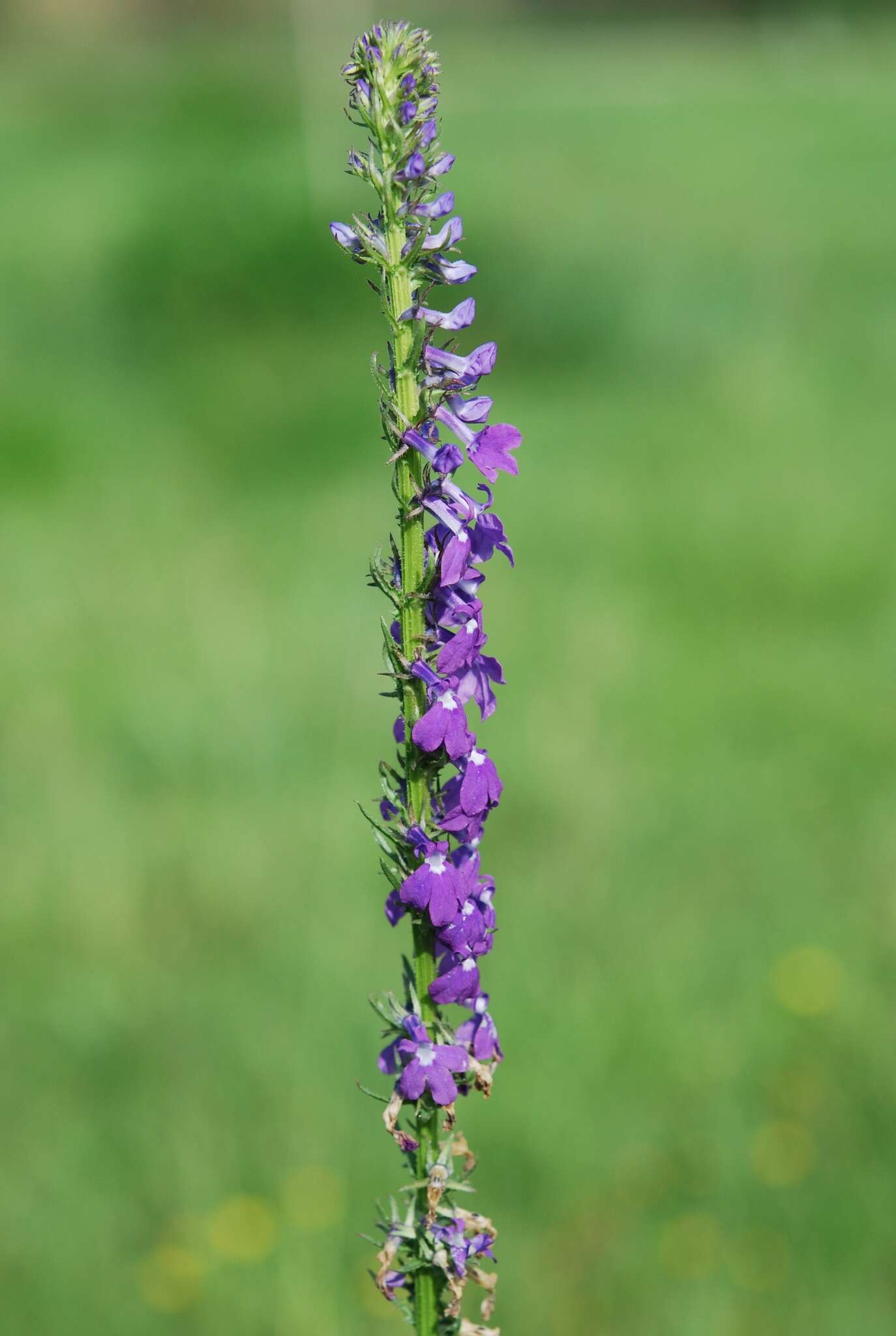 Image of Fringe-Leaf Lobelia