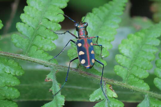 Imagem de Cicindela (Cosmodela) aurulenta Fabricius 1801