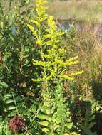 Image of pine barren goldenrod