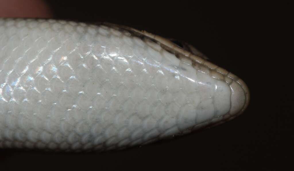 Image of Trachylepis varia (Peters 1867)