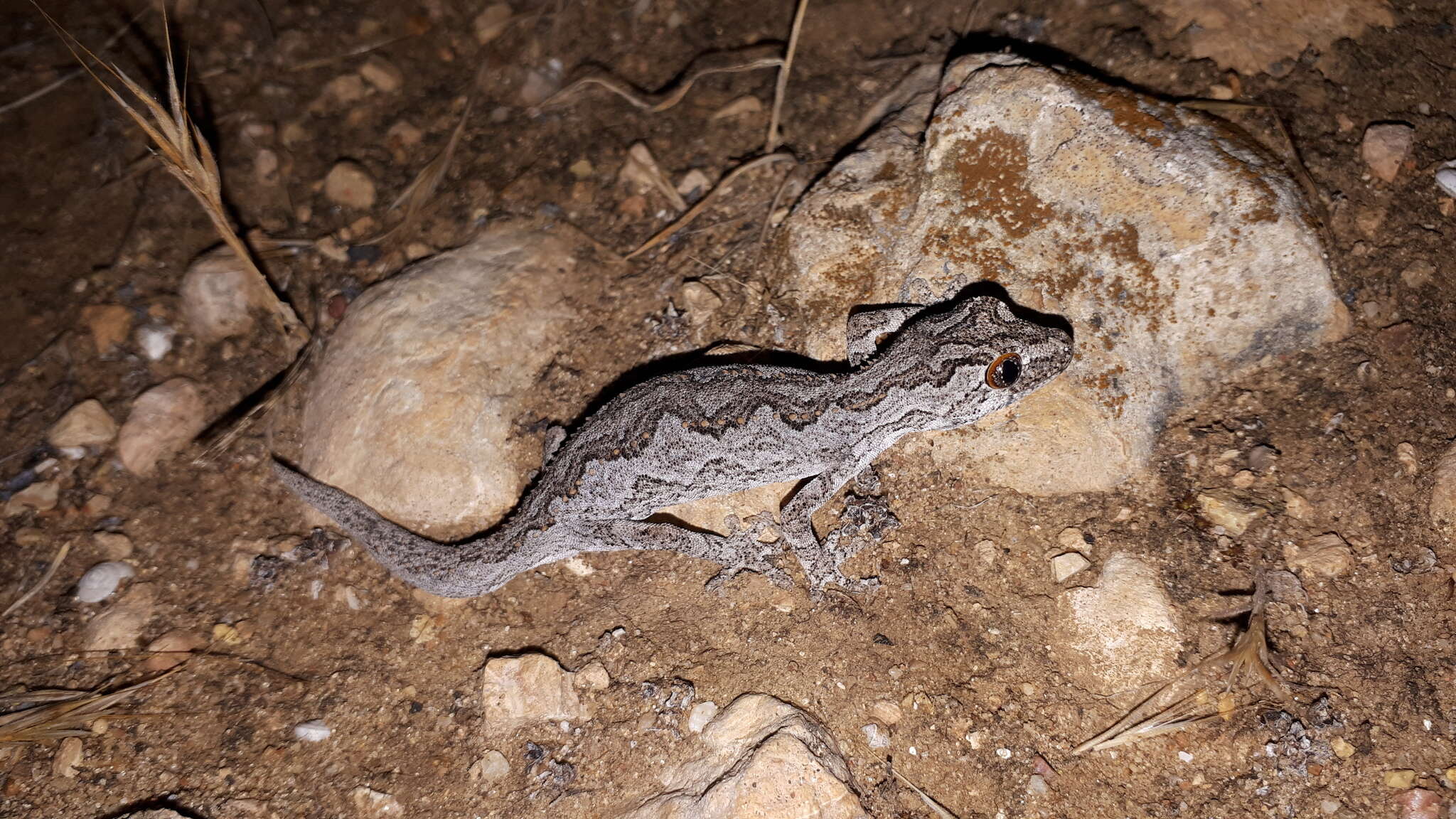 Image of Eastern Spiny-tailed Gecko