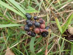 Image of Vitis ficifolia Bunge