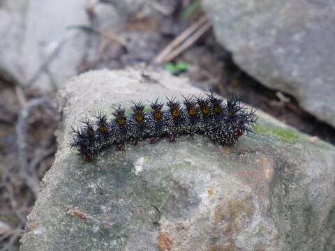 Image of Buck Moth