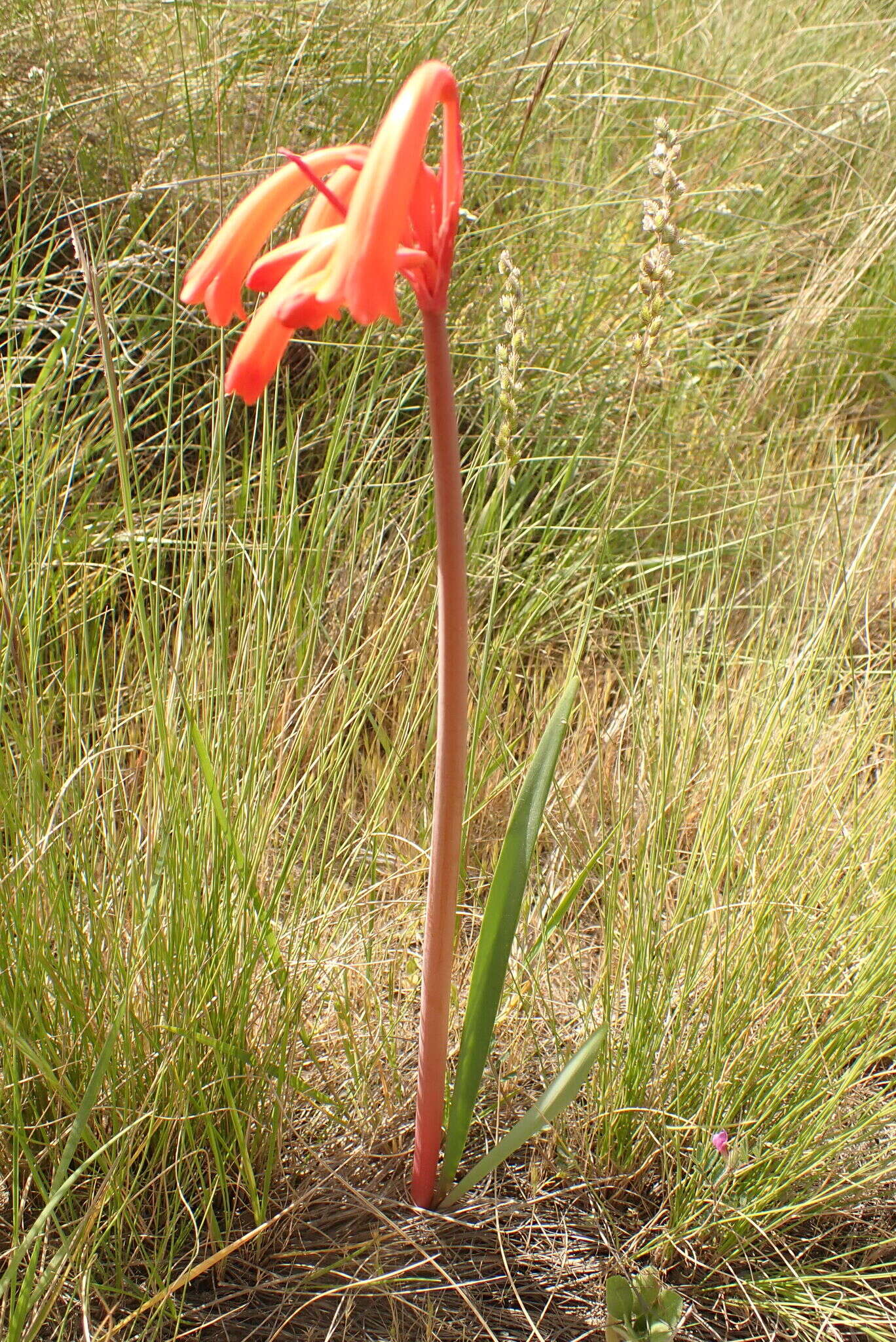 Image of Cyrtanthus angustifolius (L. fil.) Aiton