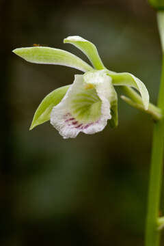 Image of hooded orchid