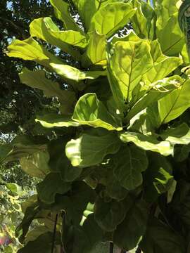 Image of fiddle-leaf fig