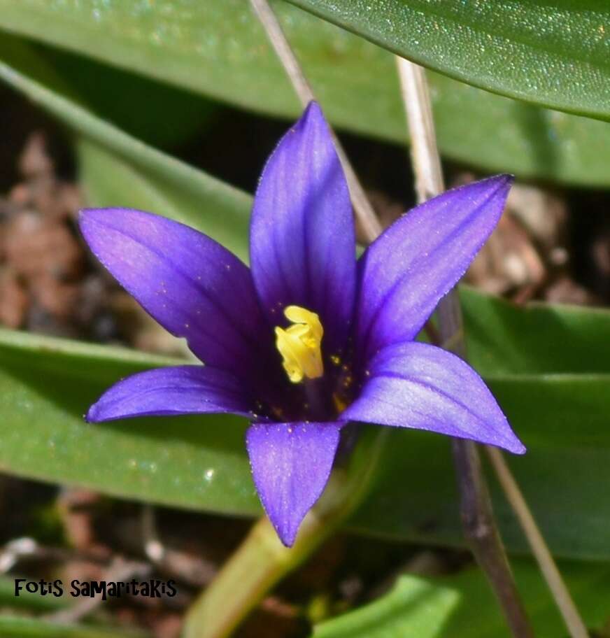 Sivun Romulea linaresii subsp. graeca Bég. kuva