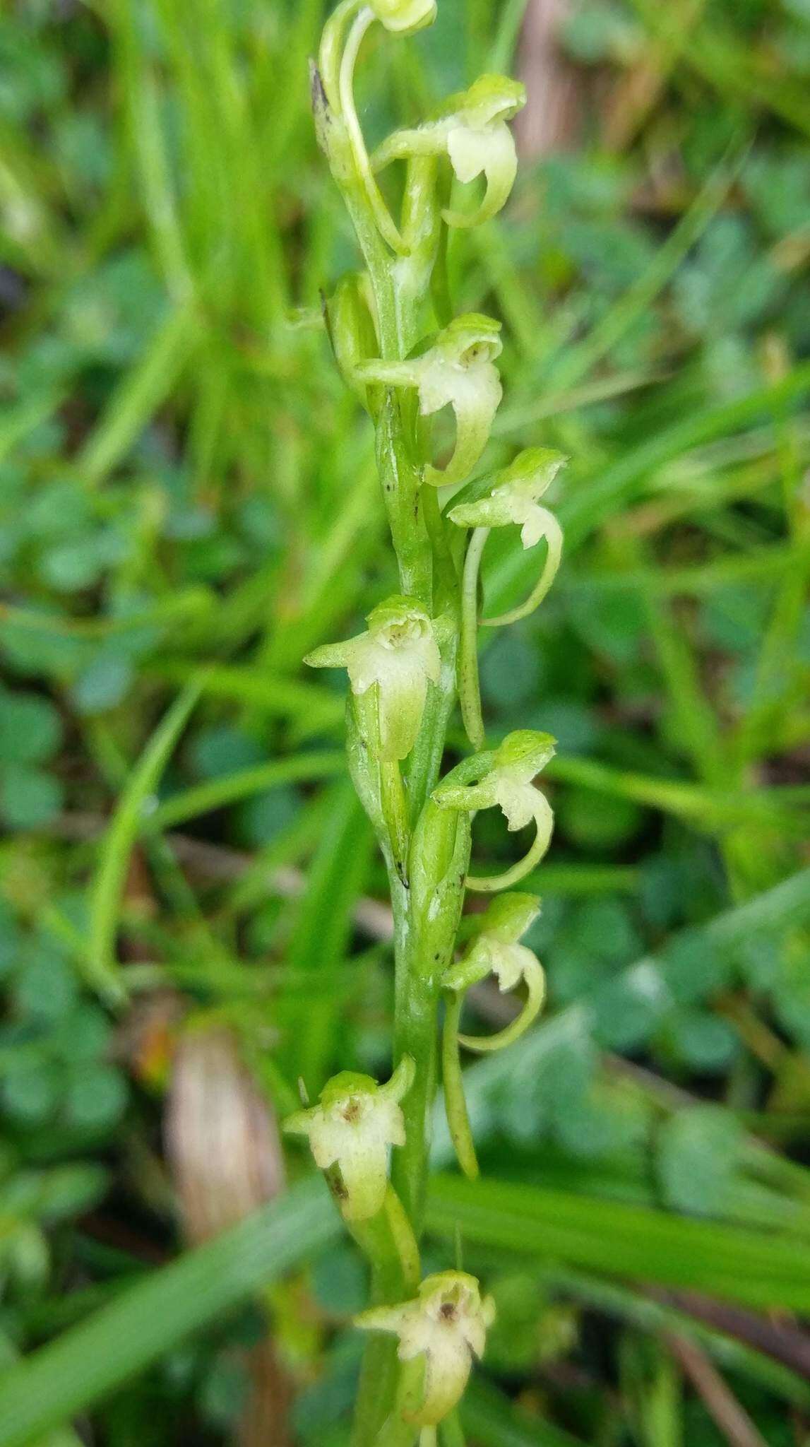 Platanthera devolii (T. P. Lin & T. W. Hu) T. P. Lin & K. Inoue resmi