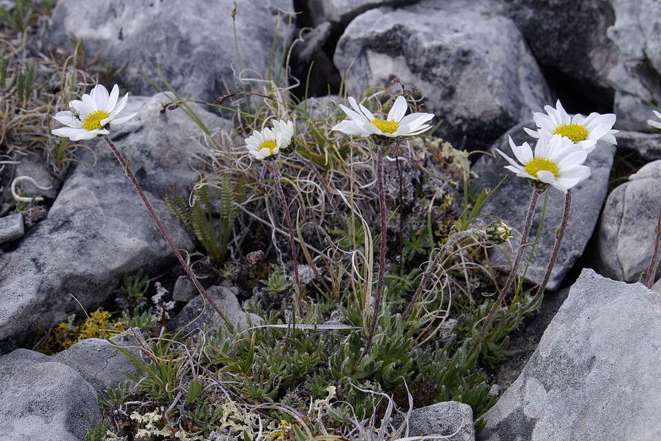 Слика од Arctanthemum integrifolium (Richards.) Tzvel.