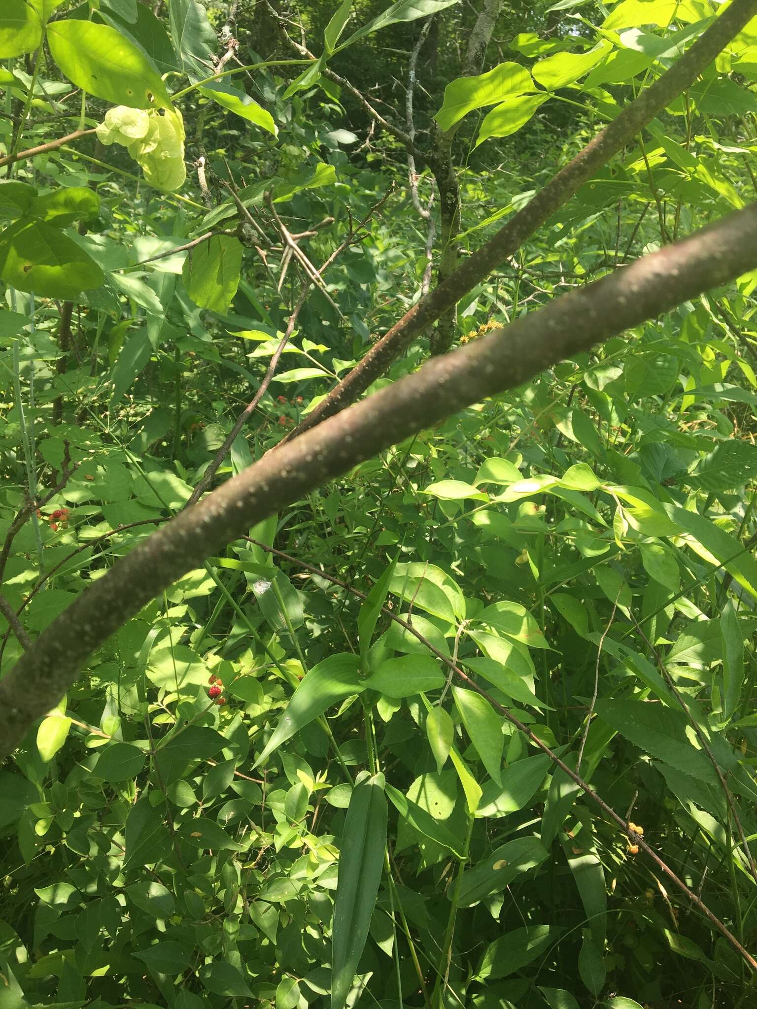 Image of Ptelea trifoliata var. mollis Torr. & Gray