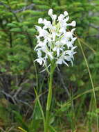 Image de Platanthera blephariglottis (Willd.) Lindl.