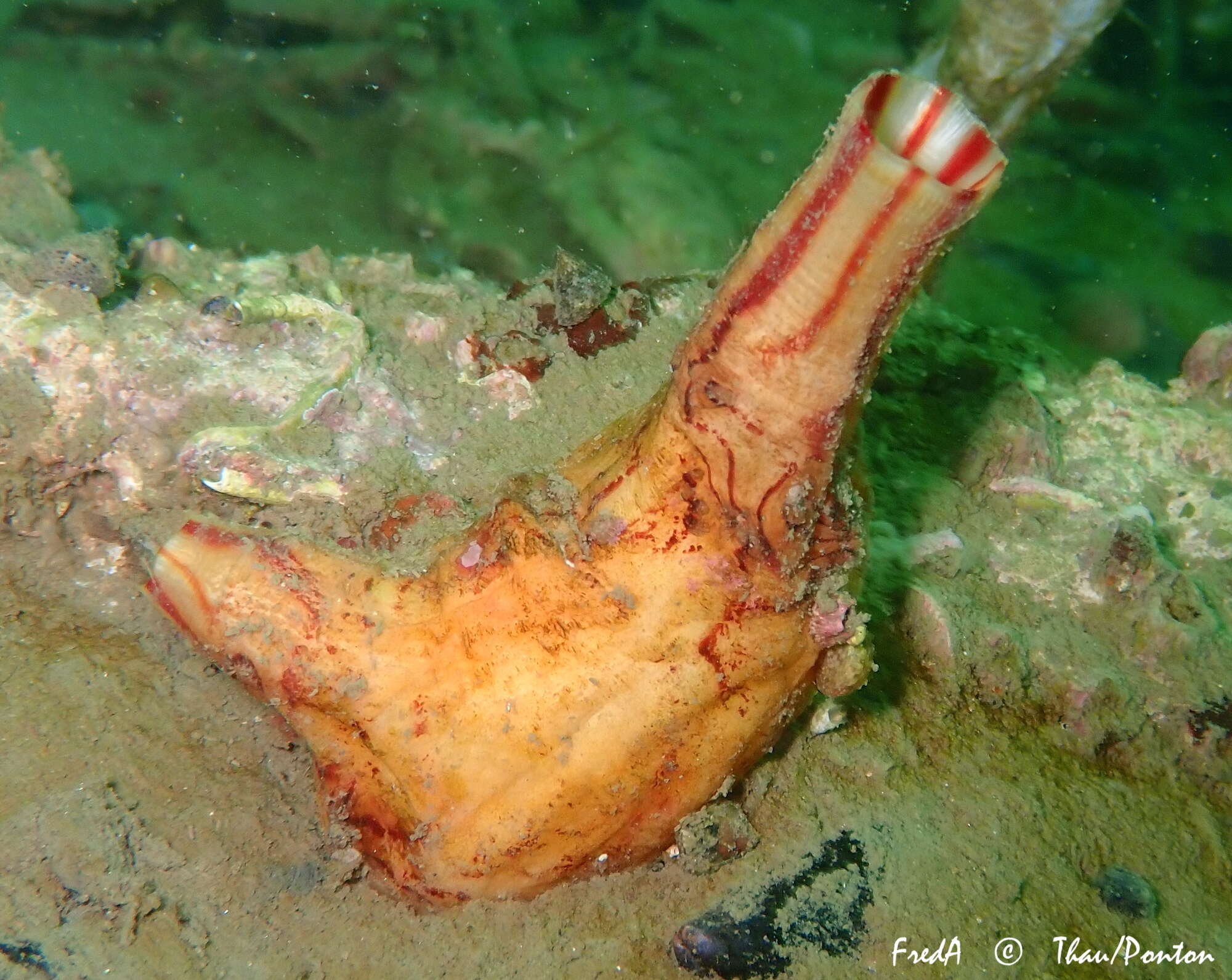 Image of grooved sea squirt