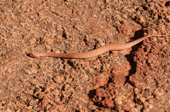 Image de Acanthophis pyrrhus Boulenger 1898