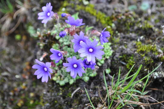 Sivun Primula bella Franch. kuva