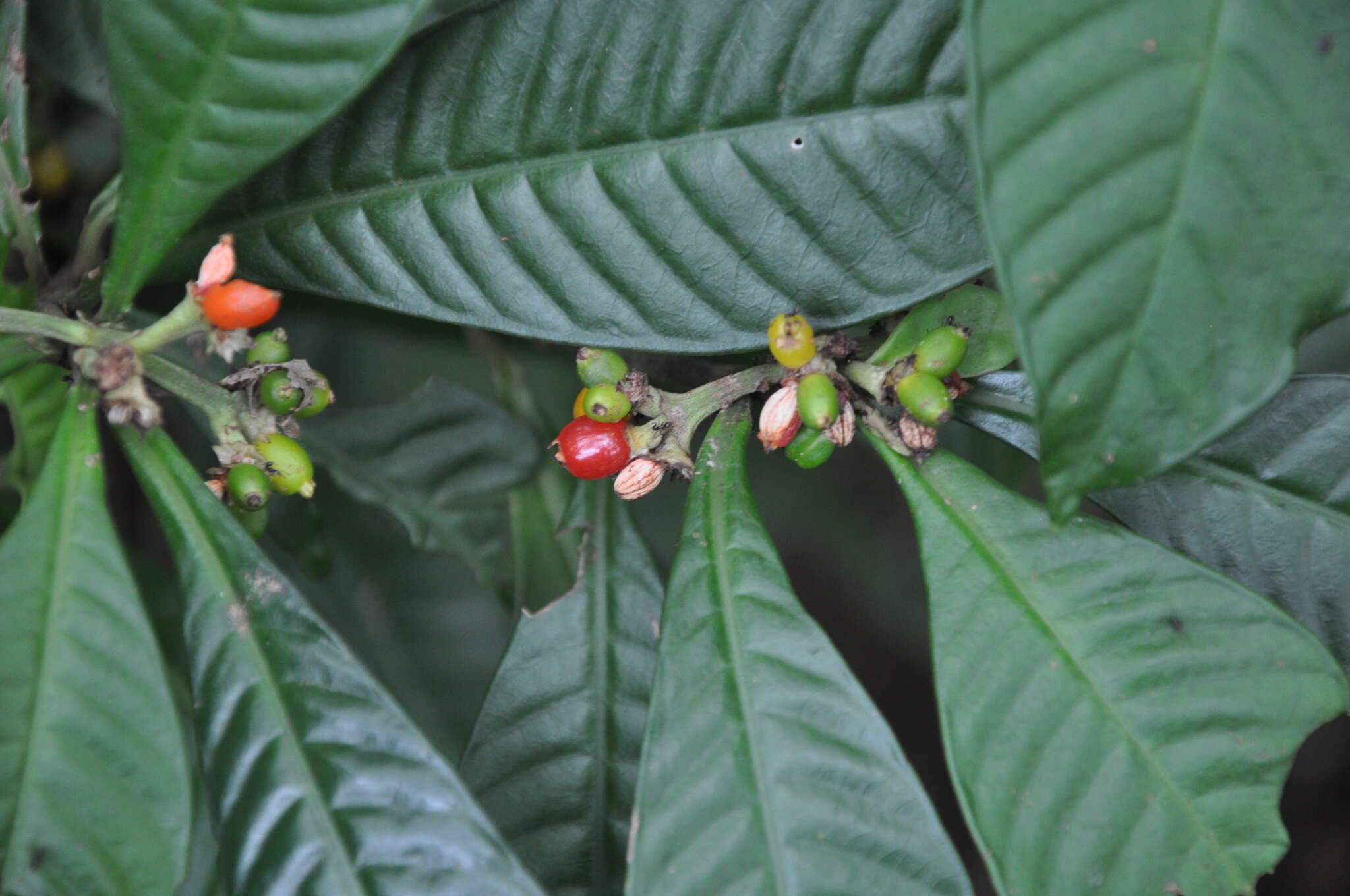 Psychotria psychotriifolia (Seem.) Standl. resmi