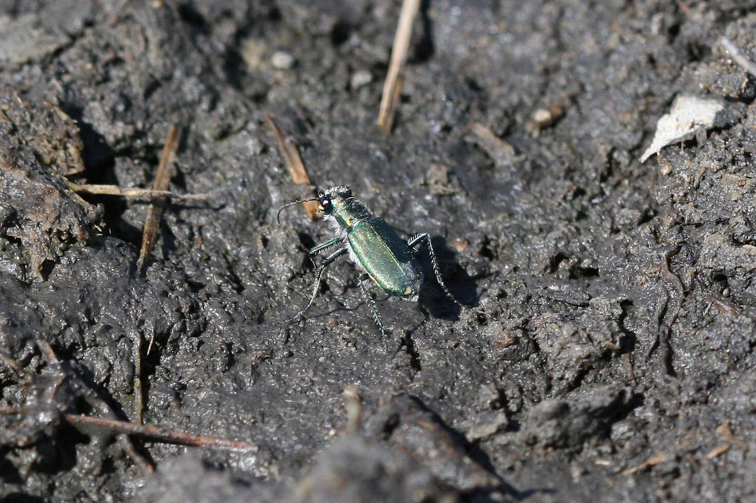 Image of Cicindela (Cicindelidia) amargosae Dahl 1939