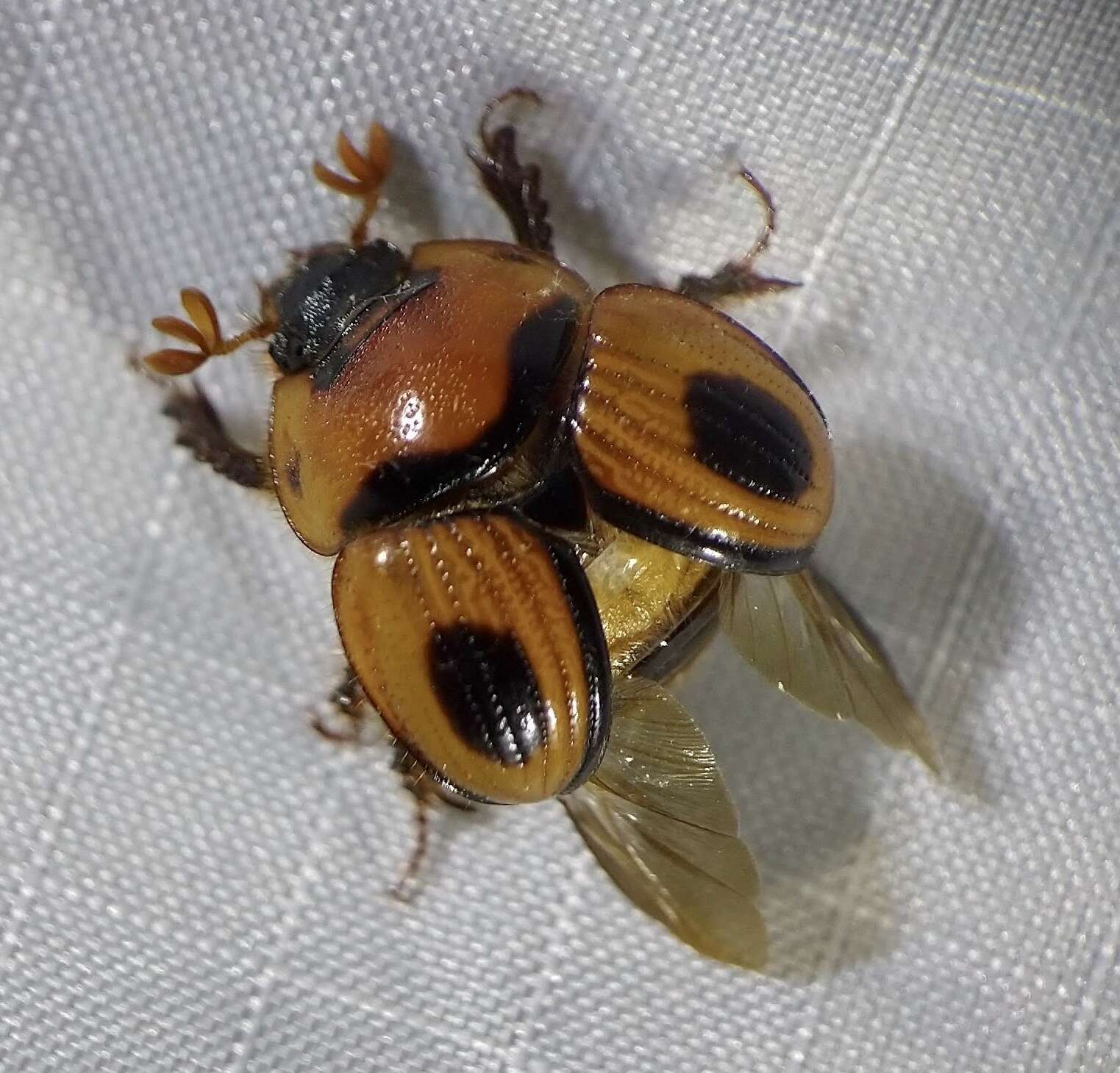 Plancia ëd Bolbocerosoma confusum Brown 1928