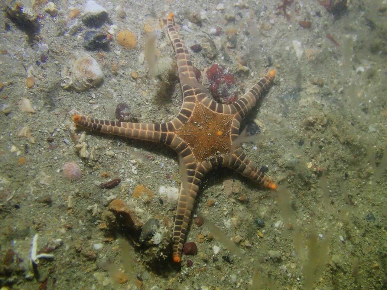 Image of Double Sea Star