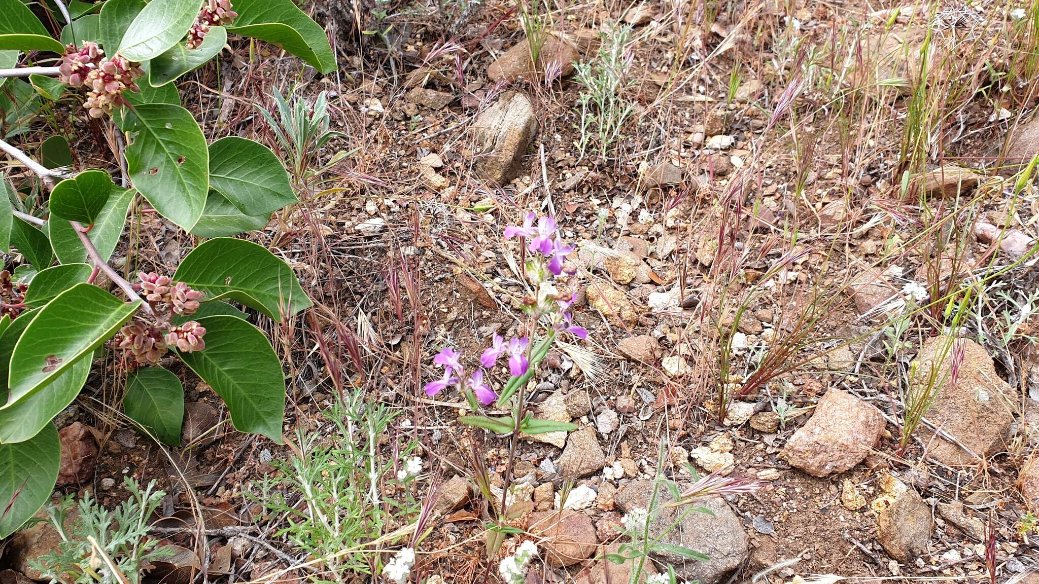 صورة Collinsia concolor Greene.