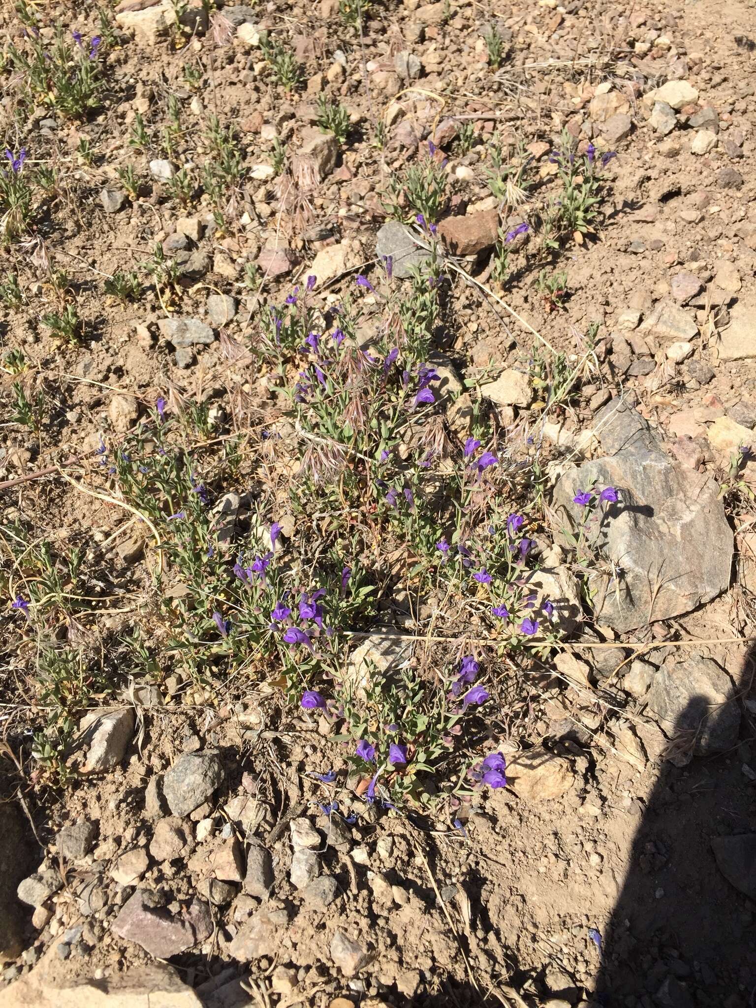 Image of Gray-Leaf Skullcap