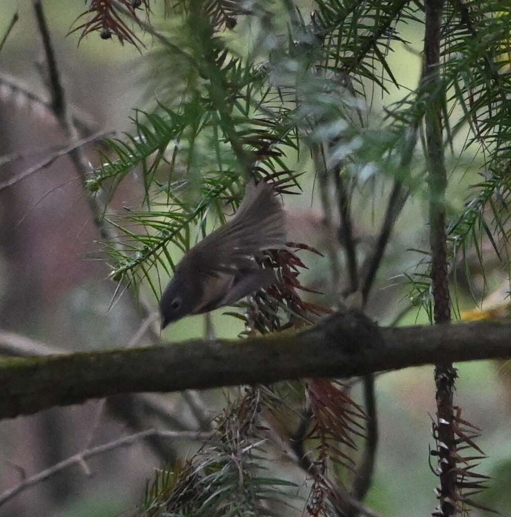 Слика од Pteruthius xanthochlorus pallidus (David 1871)