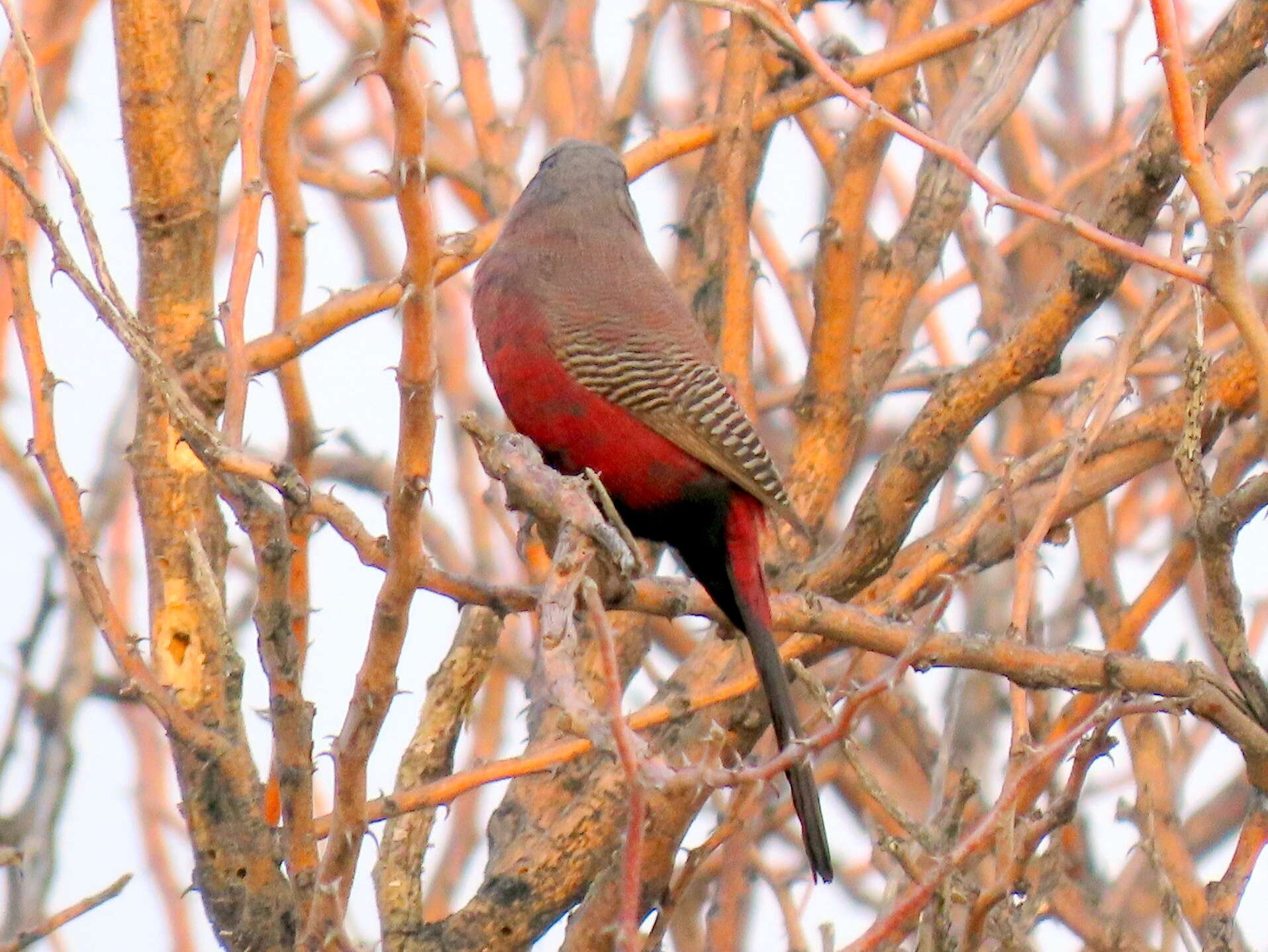 صورة Brunhilda erythronotos erythronotos (Vieillot 1817)