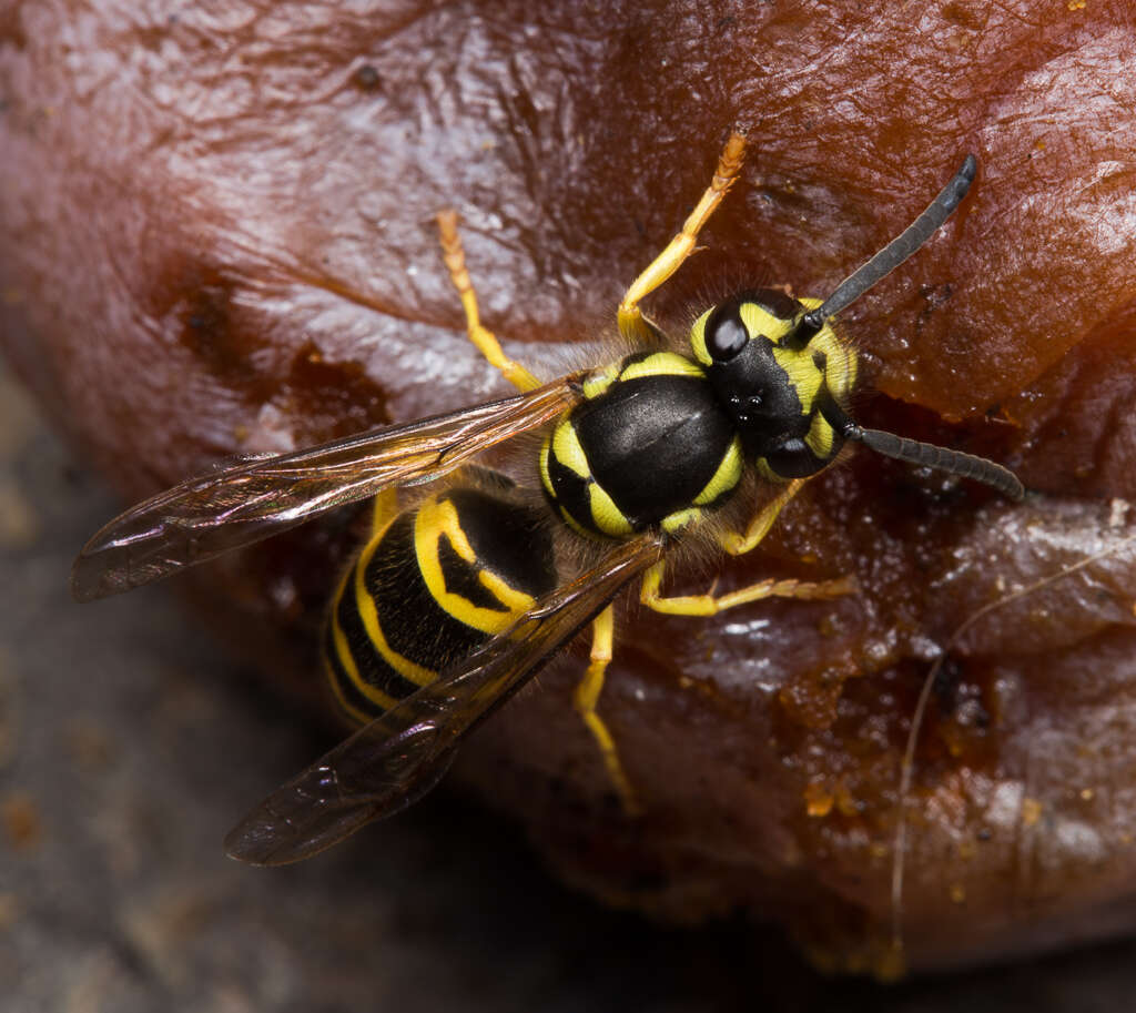 Image of Eastern Yellowjacket