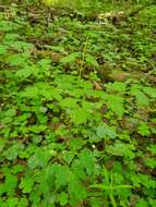 Image of Baneberry