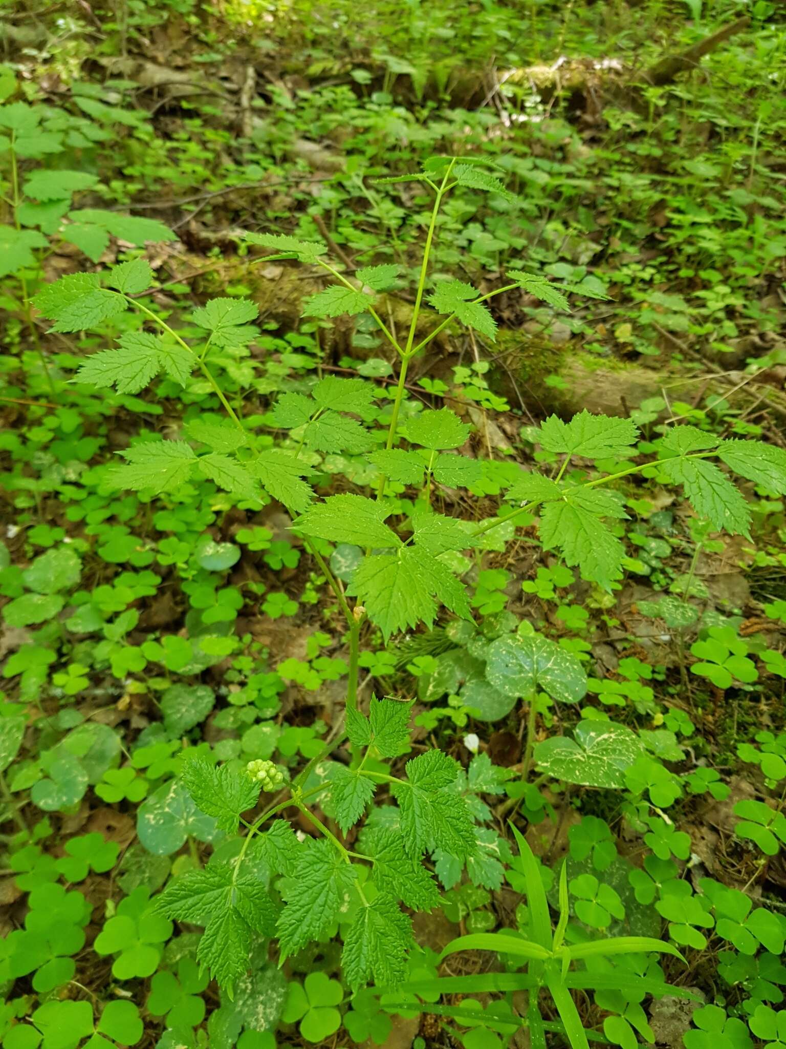 Image of Baneberry