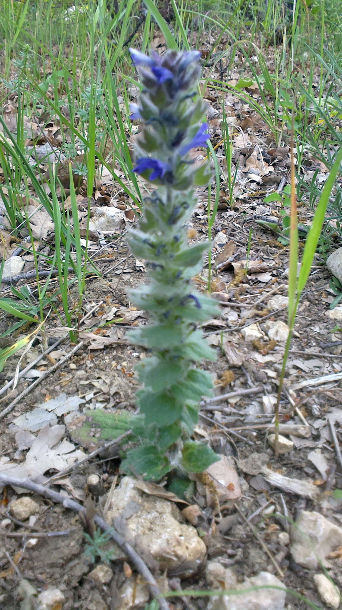 Image of Ajuga orientalis L.