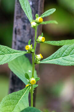 Carpesium abrotanoides L. resmi