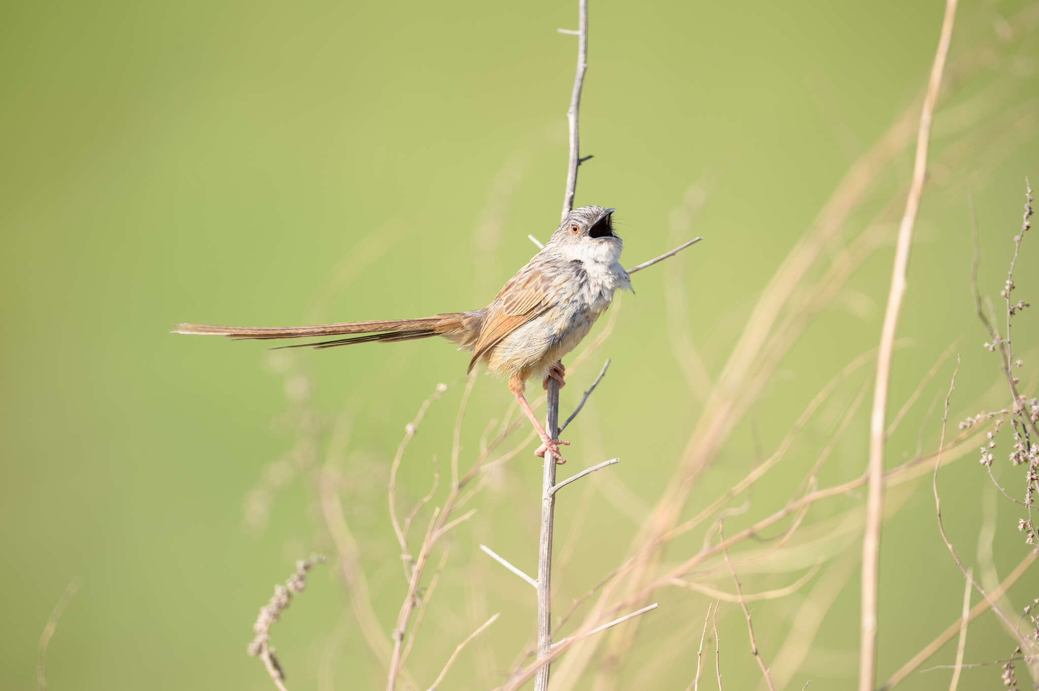 Image of Himalayan Prinia