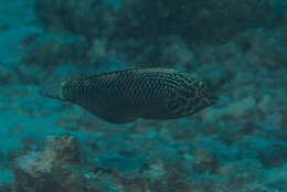 Image of Black leopard wrasse