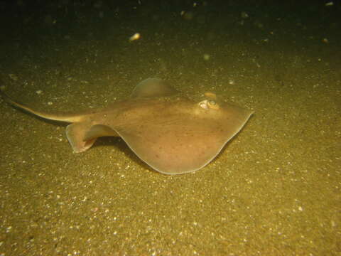 Image of Dwarf round ray