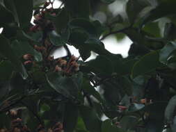 Image of tonka bean