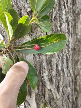 Image of Terminalia porphyrocarpa F. Müll. ex Benth.