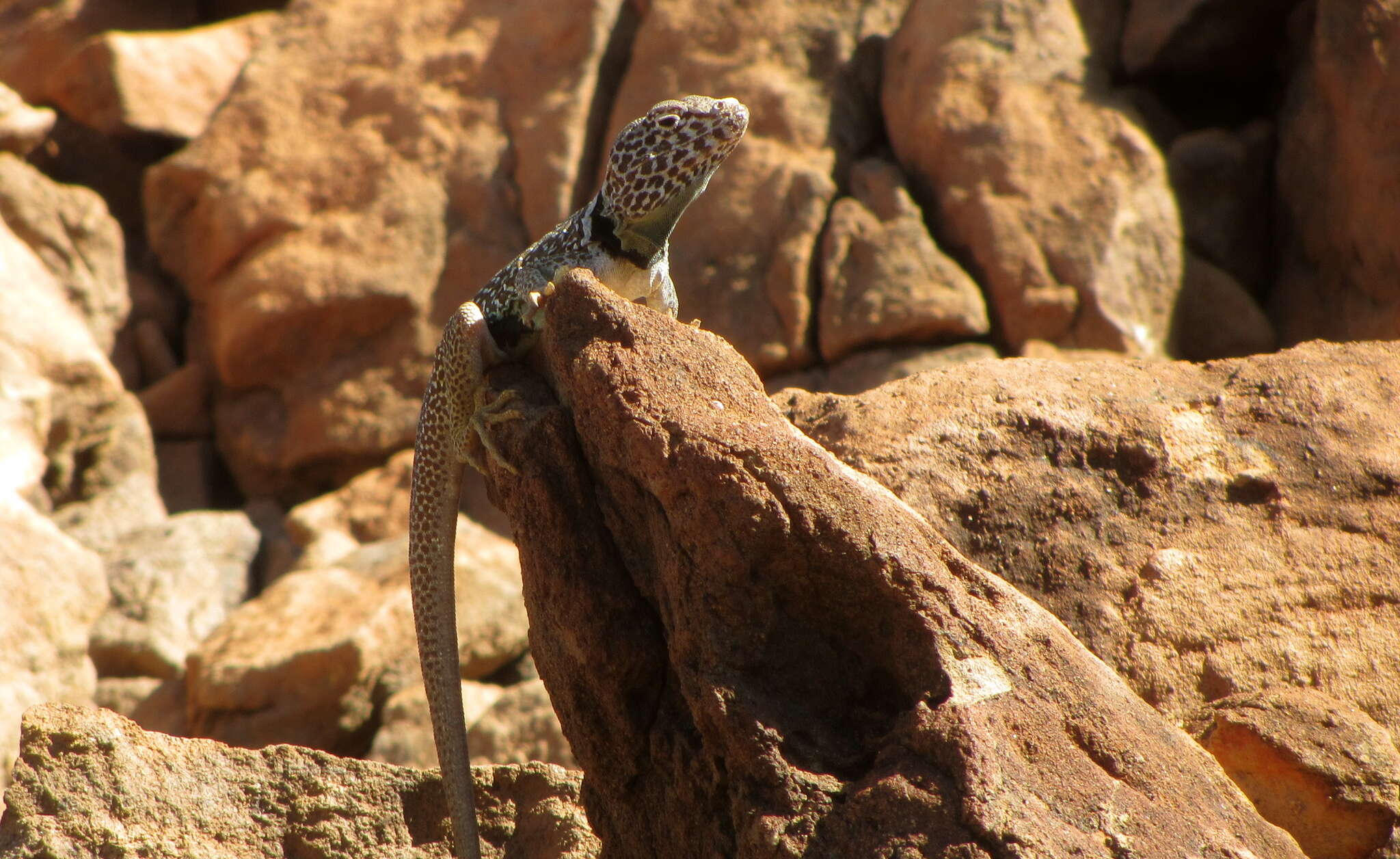 Image de Crotaphytus insularis Van Denburgh & Slevin 1921