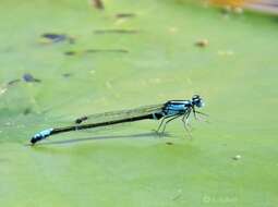 Image of Lilypad Forktail