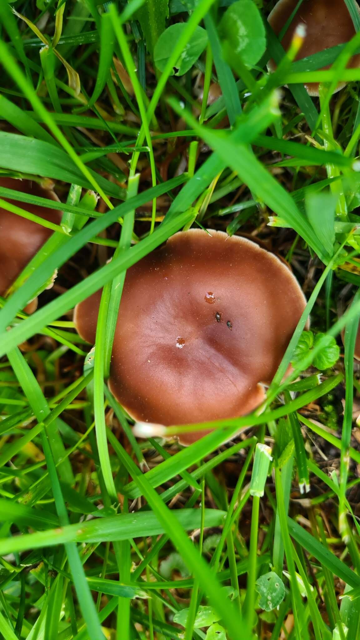 Image of Gymnopus ocior (Pers.) Antonín & Noordel. 1997