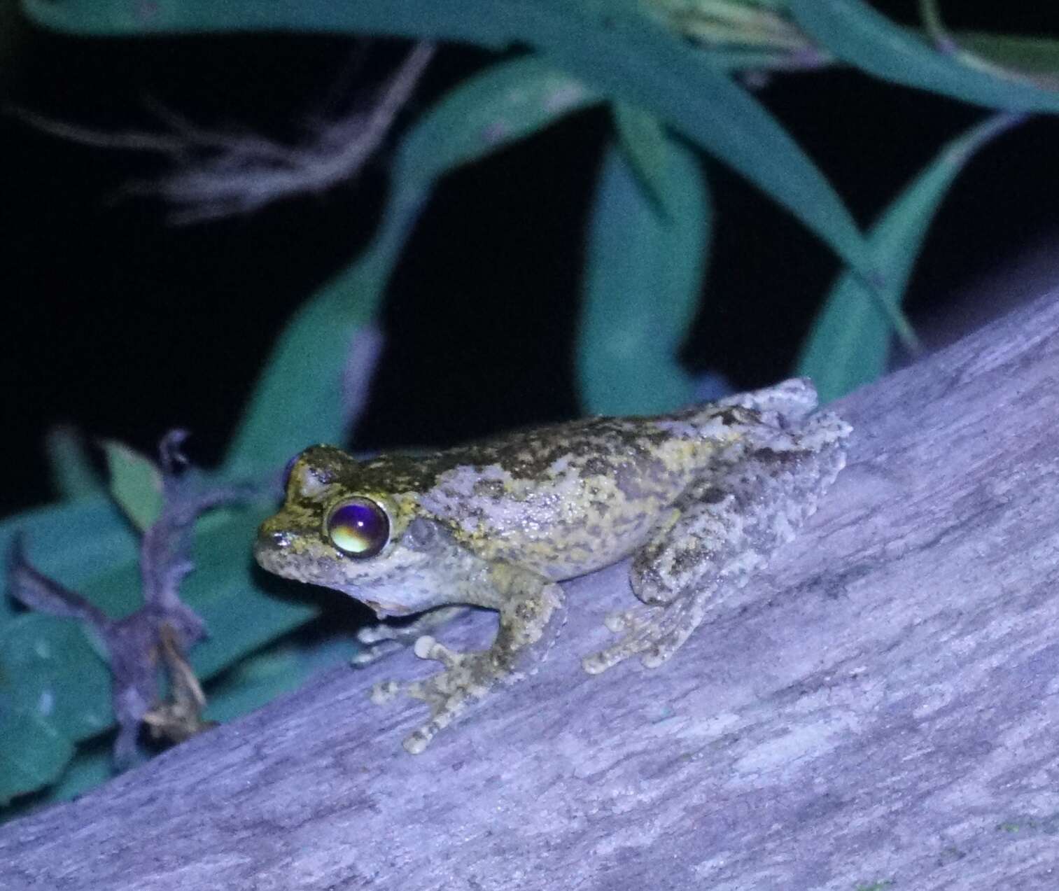 Image of Kuranda Tree Frog