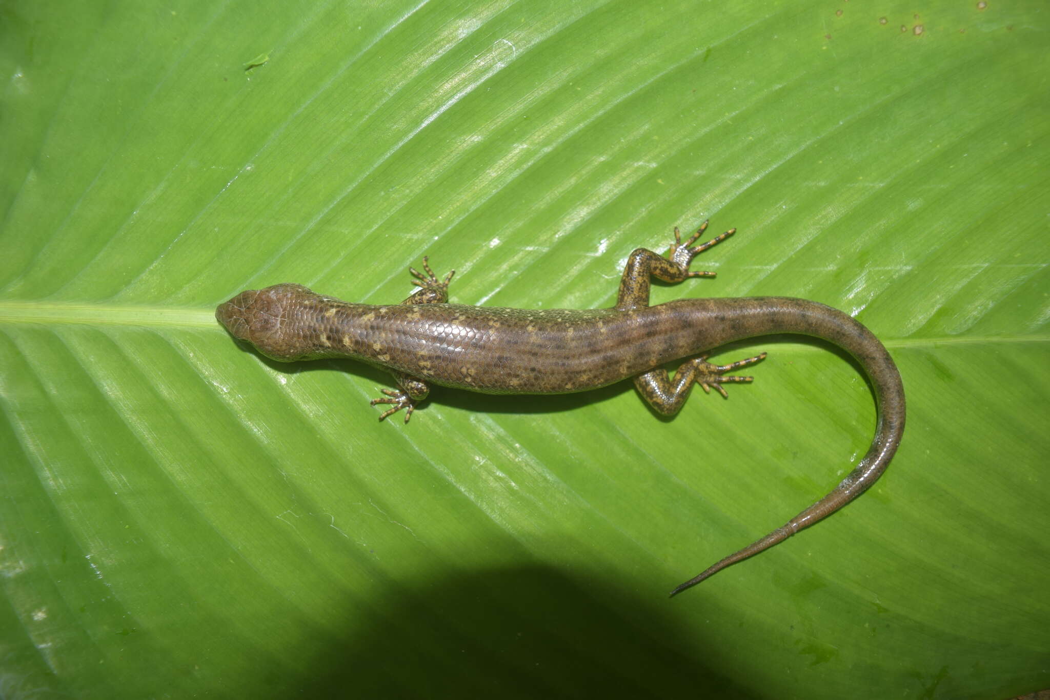 Image of Beccari's Keeled Skink