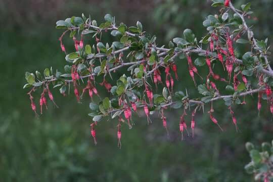 Image de Ribes speciosum Pursh