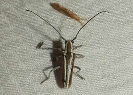 Image of Round-headed Apple Tree Borer