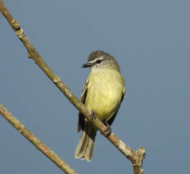 Image of White-lored Tyrannulet