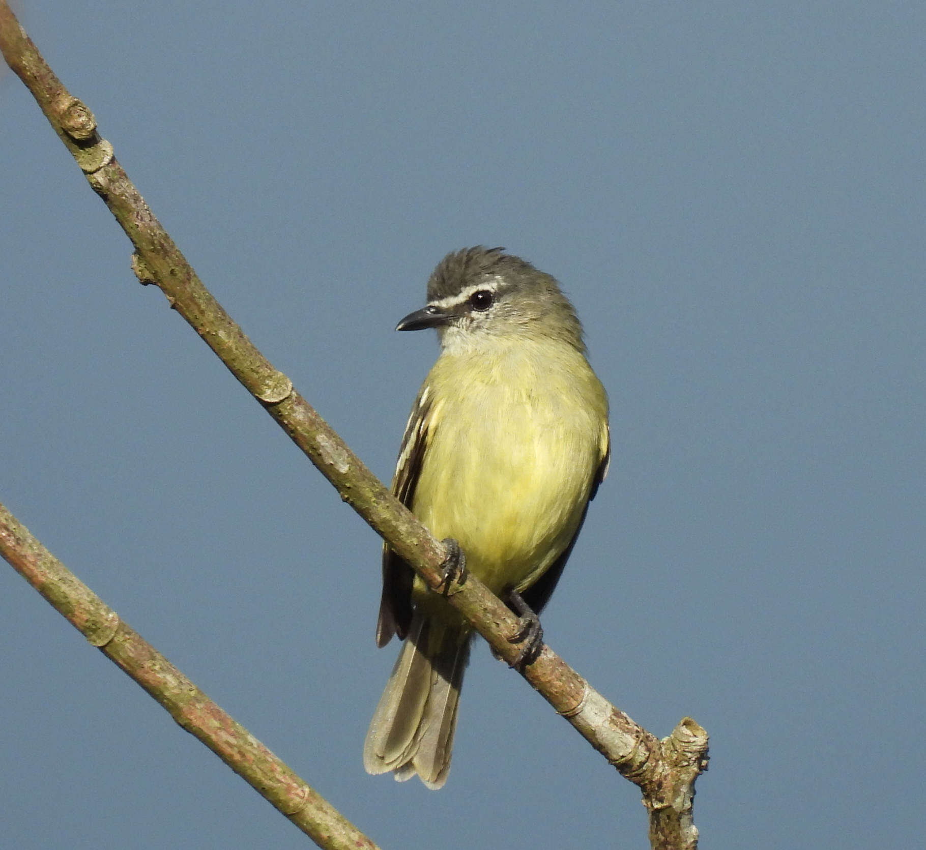 Image of White-lored Tyrannulet