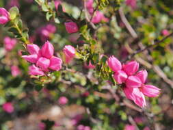 Image of Australian Native Rose