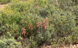 صورة Gonialoe variegata (L.) Boatwr. & J. C. Manning