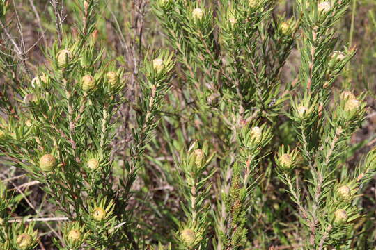 Image of Leucadendron spissifolium subsp. phillipsii (Hutch.) I. Williams