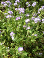 Phacelia gilioides Brand的圖片